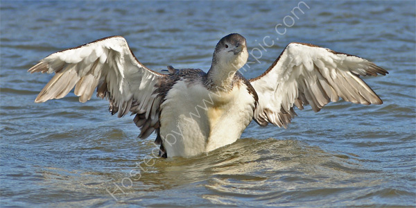 White-billed Diver